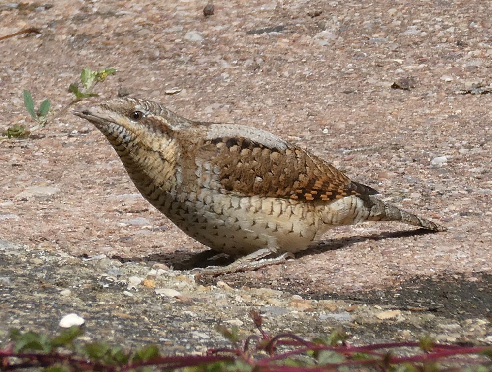 Ah, the subtle beauty of the Wryneck. Albeit a slightly muddy-billed one.