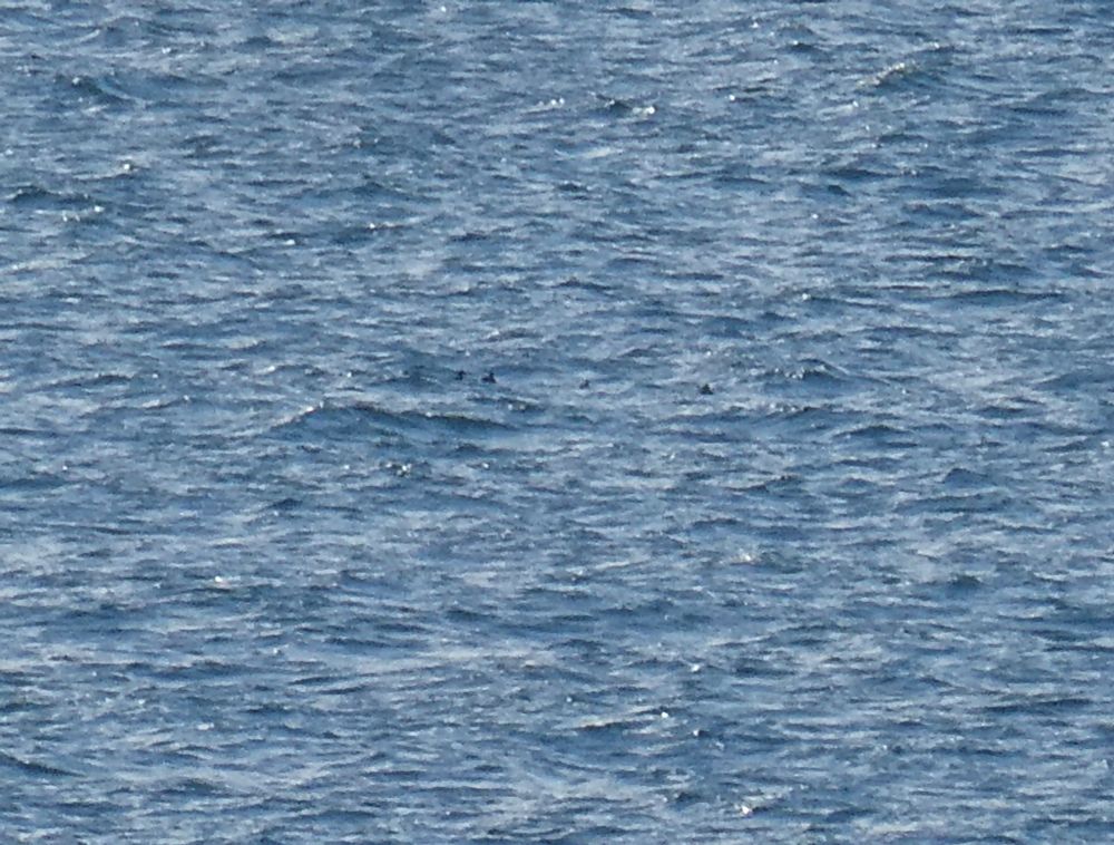 Blobs.
I allege that these are three {out of four in the group} female-type Common Scoter and one female-type Velvet Scoter.
Prove me wrong, I dare you!