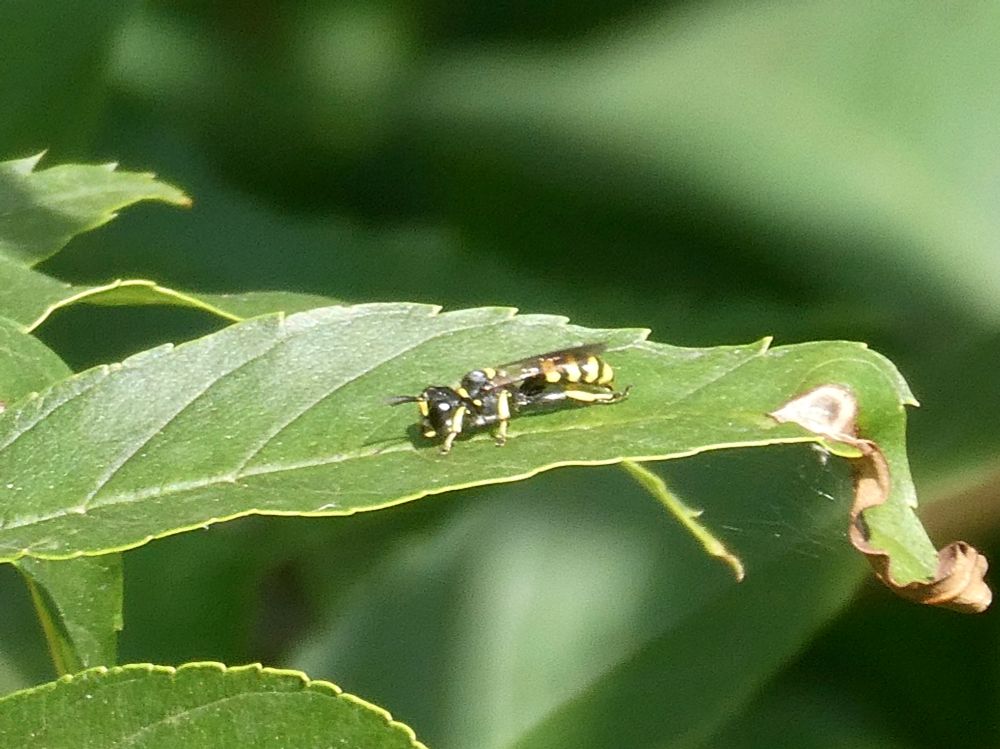 Woodland Ectemnius 
A fly-hunting digger wasp {burrows holes in dead wood}