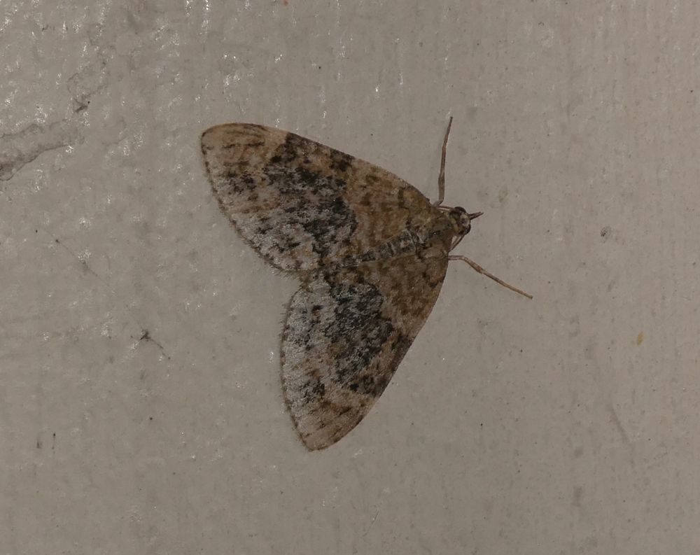 Yellow-barred Brindle.

This took me a while to work out. They start off green - and without the flash it looked a lot greener, especially the paler bits in the dark bar - and turn yellow.