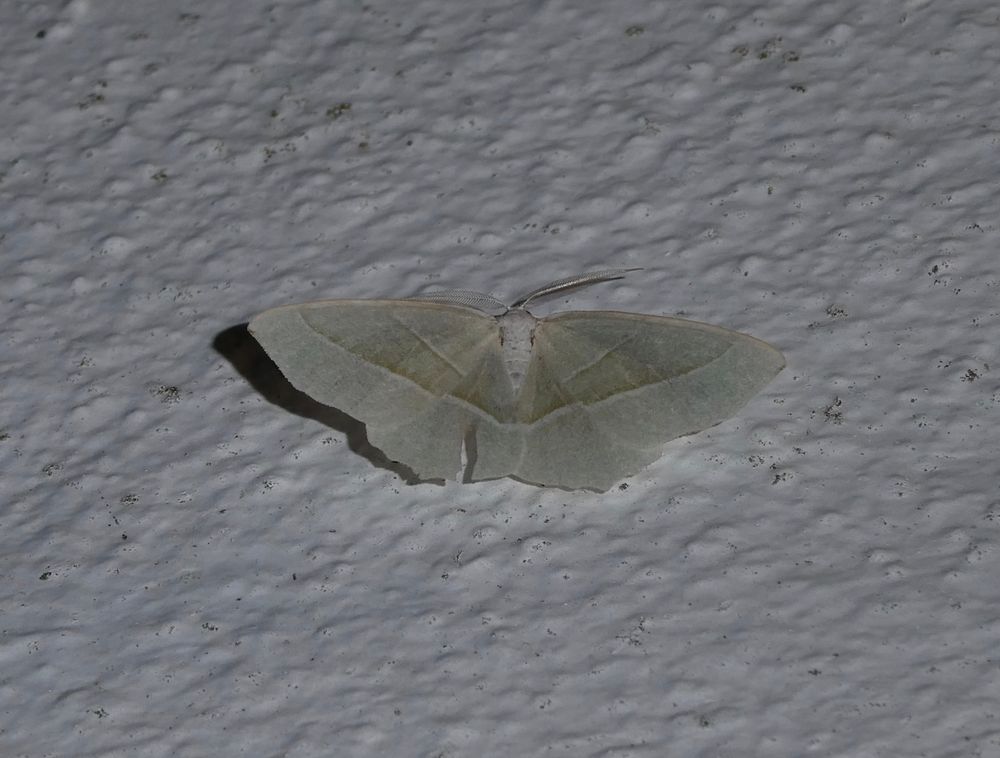 Light Emerald, annual Here with usually several seen over the flight season.