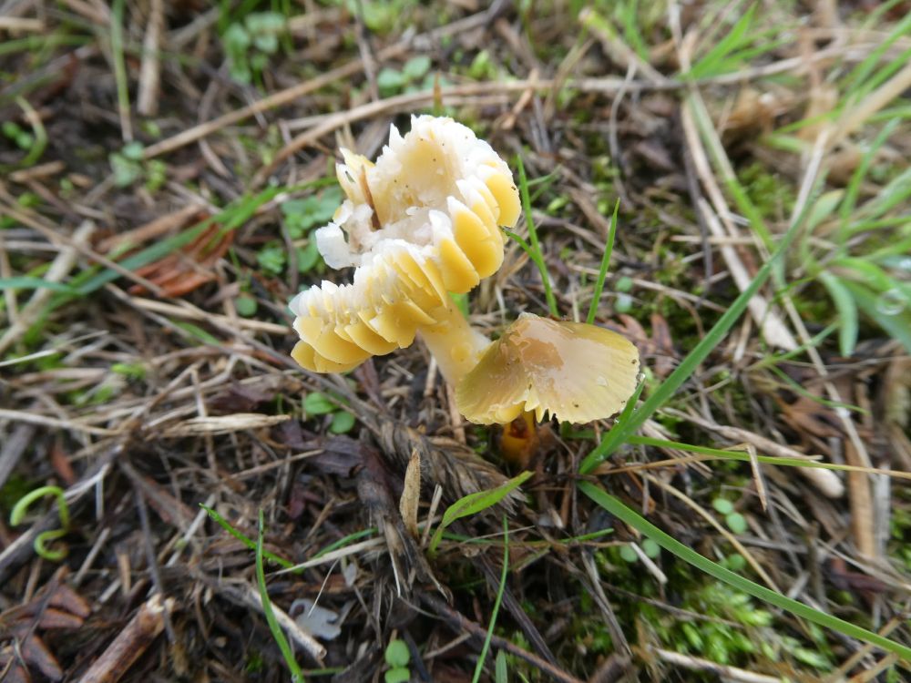 Young-ish - and now mostly yellow - Parrot Waxcap next to an older Butter Waxcap.