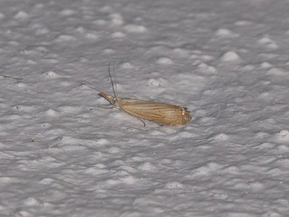 It's a tiny moth. Tiny. And yet it clearly not just thinks but KNOWS it could chin you...