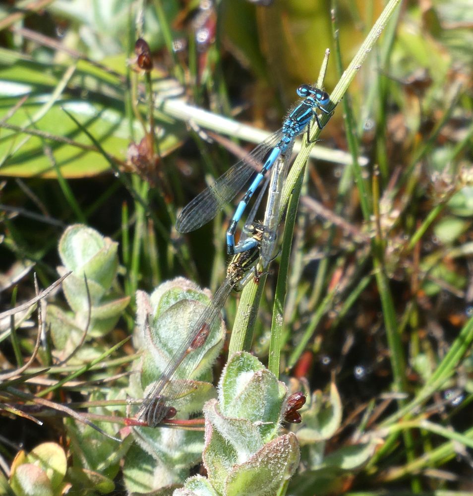 Southern Damselfly pair in wheel position. Note difference in male's abdomen markings to other insect.