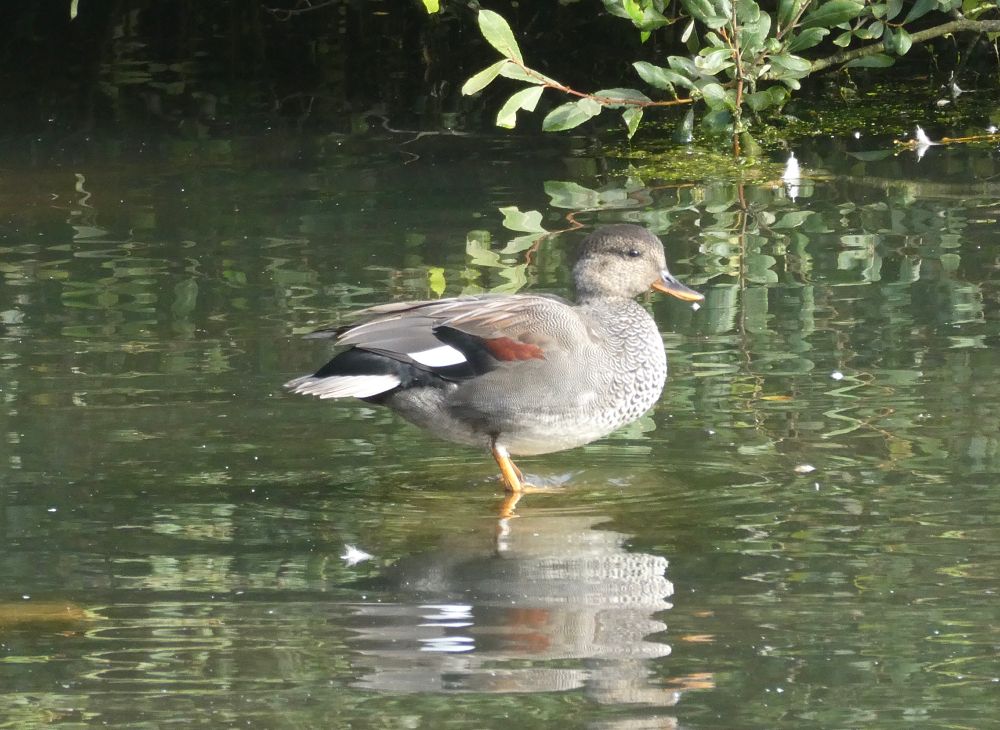 Male Gadwall, moulting out of eclipse plumage, Clennon Lakes.
Gadwall are under-rated ducks, with the drake being the very definition of subtle beauty.