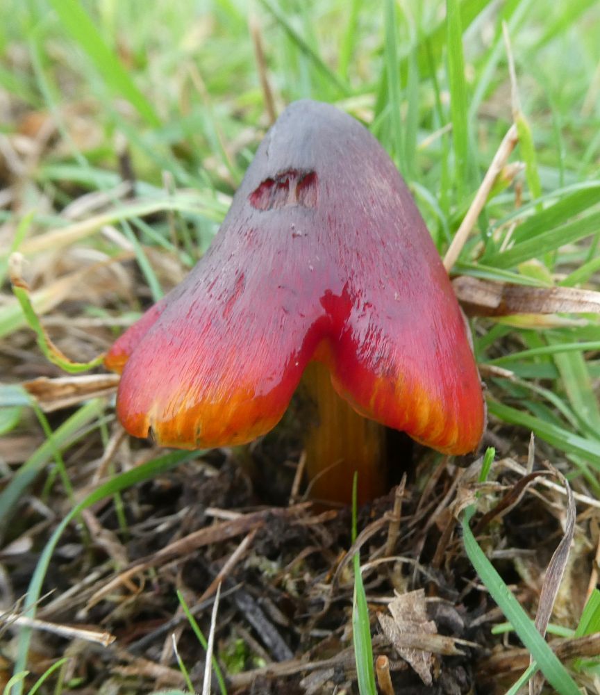 Blackening Waxcap; another chameleon!