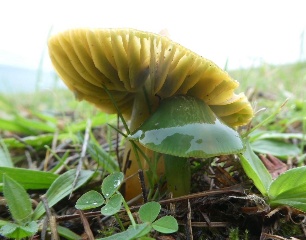 Parrot Waxcaps!
Showing their wonderful glass-like translucency and colour-changing ability. {I really think they should be Chameleon Waxcaps}