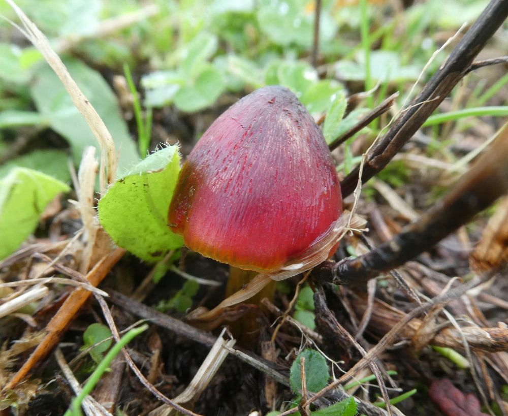 One more Blackening.