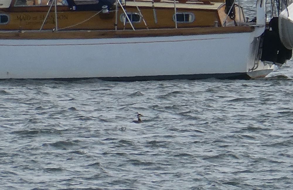 female type Common Scoter, Exe estuary.