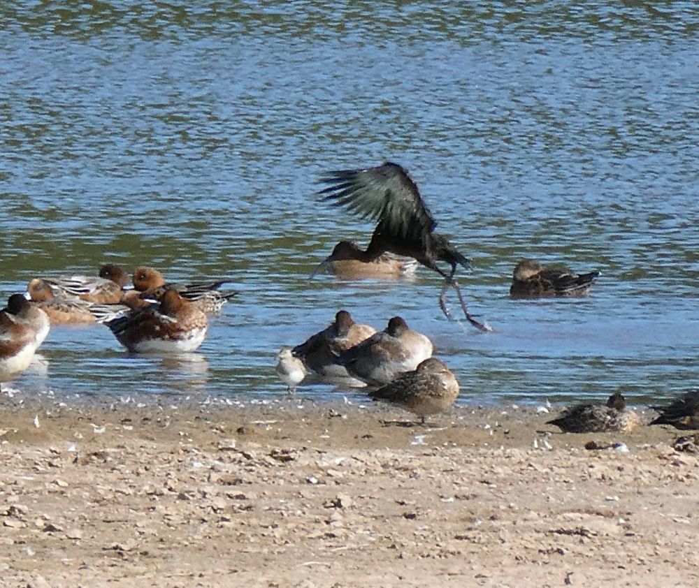 Isbis flies over Pec Sand!