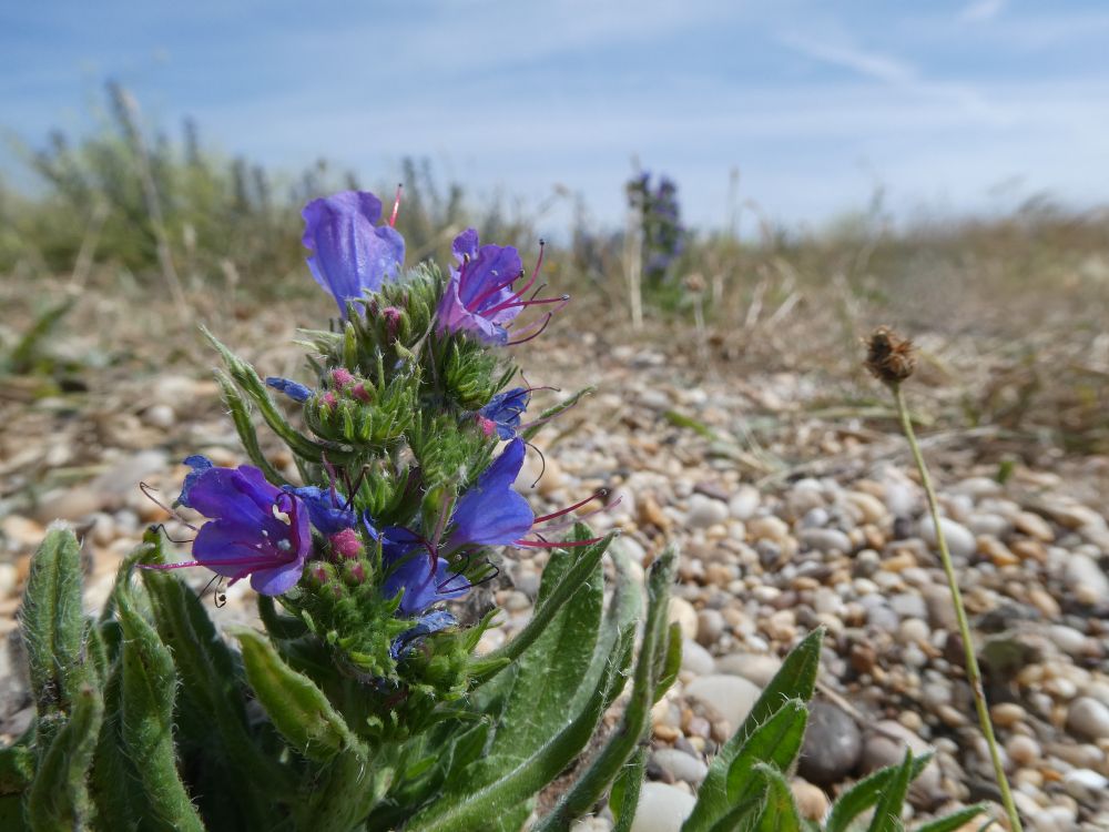 Viper's Bugloss on the Slapton shingle ridge