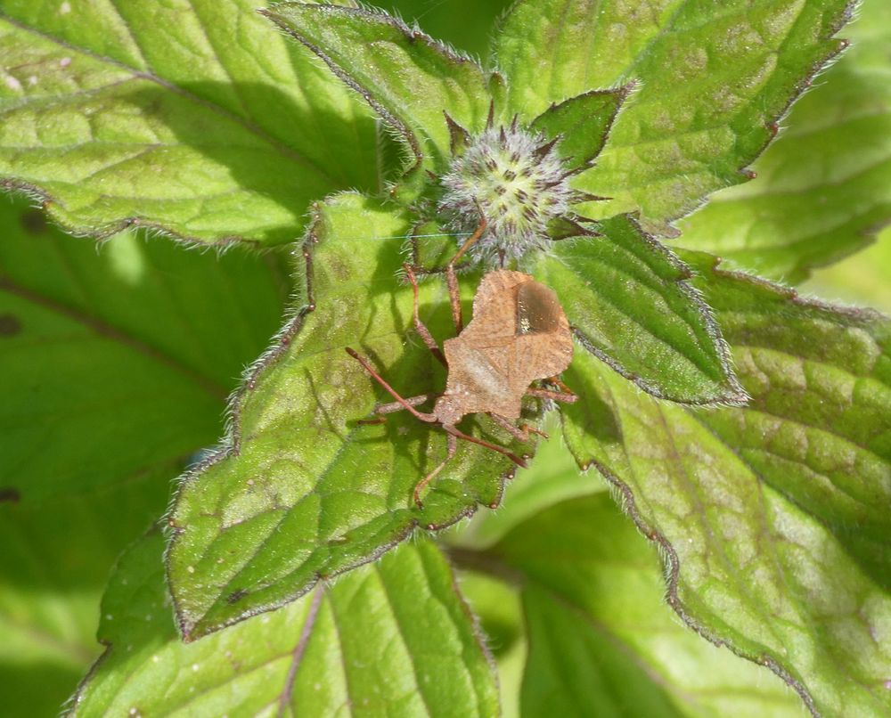 Dock Bug