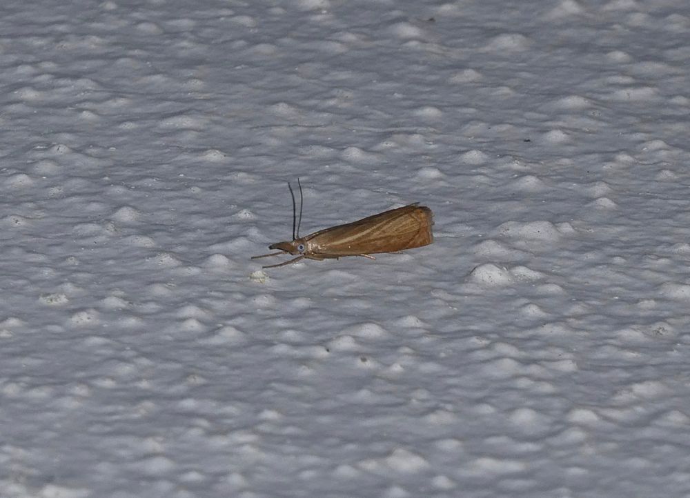 Chrysoteuchia culmella, maybe.
