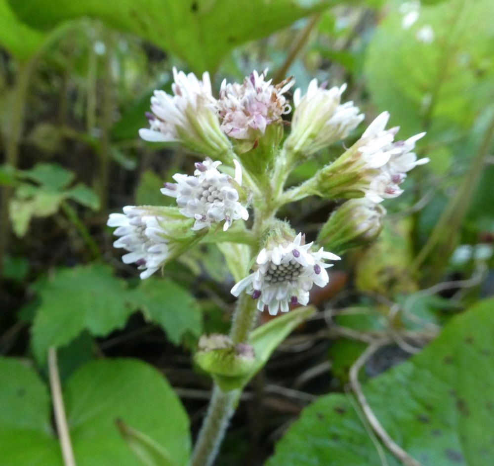 Winter Heliotrope