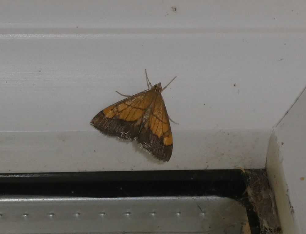 Evergestis limbata.
'Dark-bordered Pearl', I think? My book doesn't really do common names...
Lovely little moth.