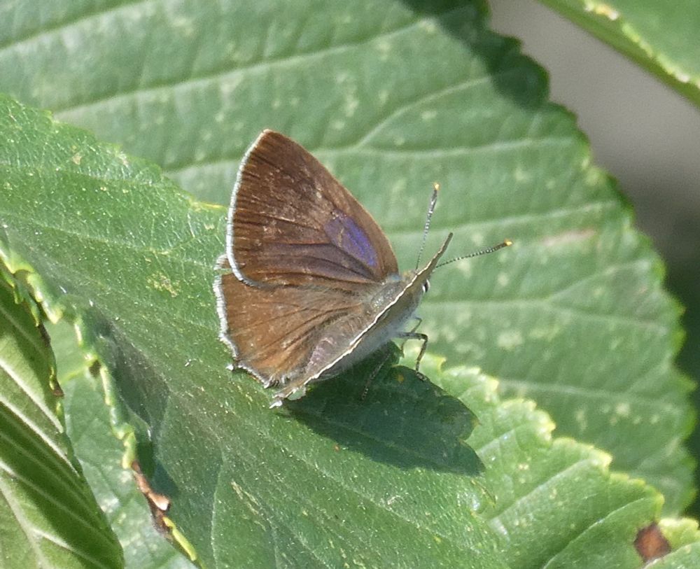 Another Purple Hairstreak, just 'cos I've got room.