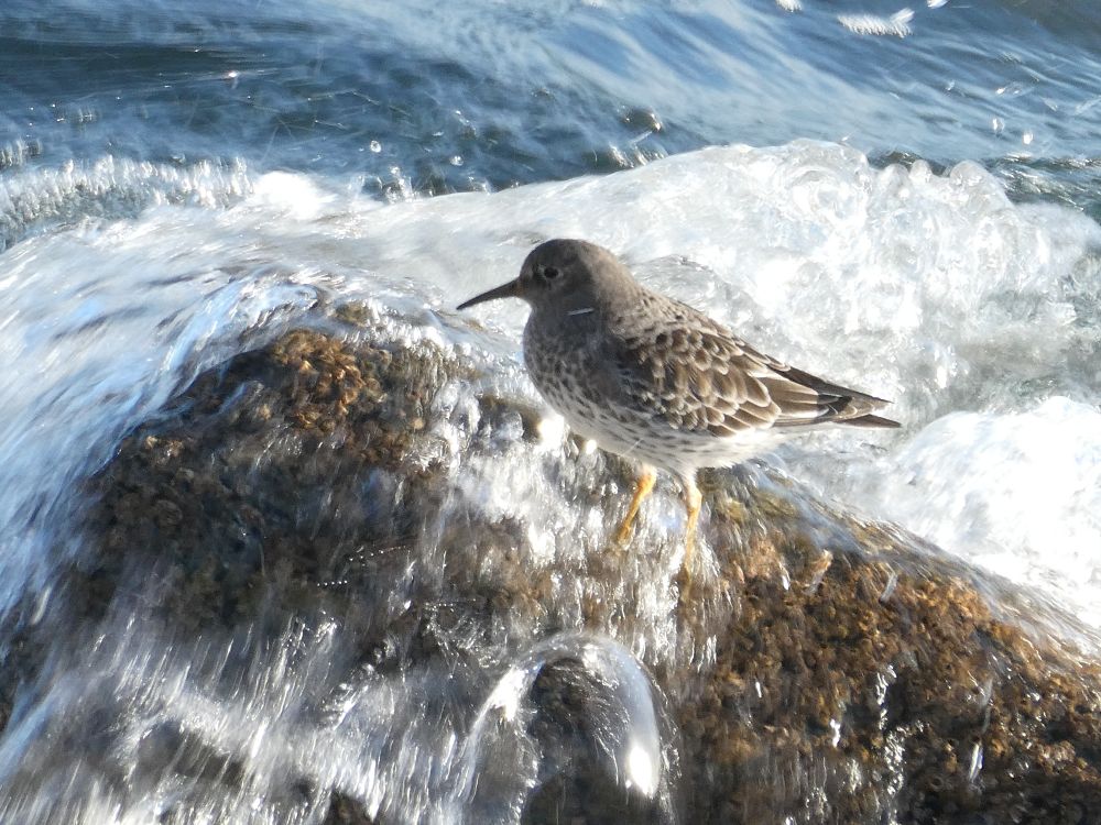 Purple Sandpiper action shot!