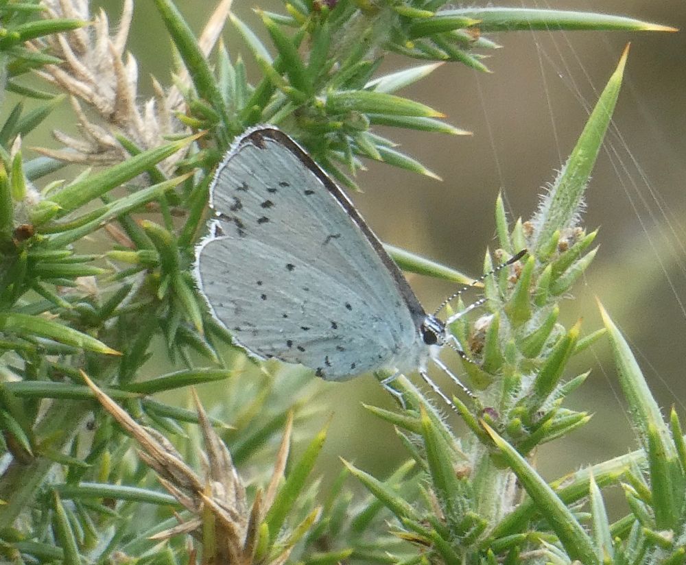 Holly Blue on Gorse.