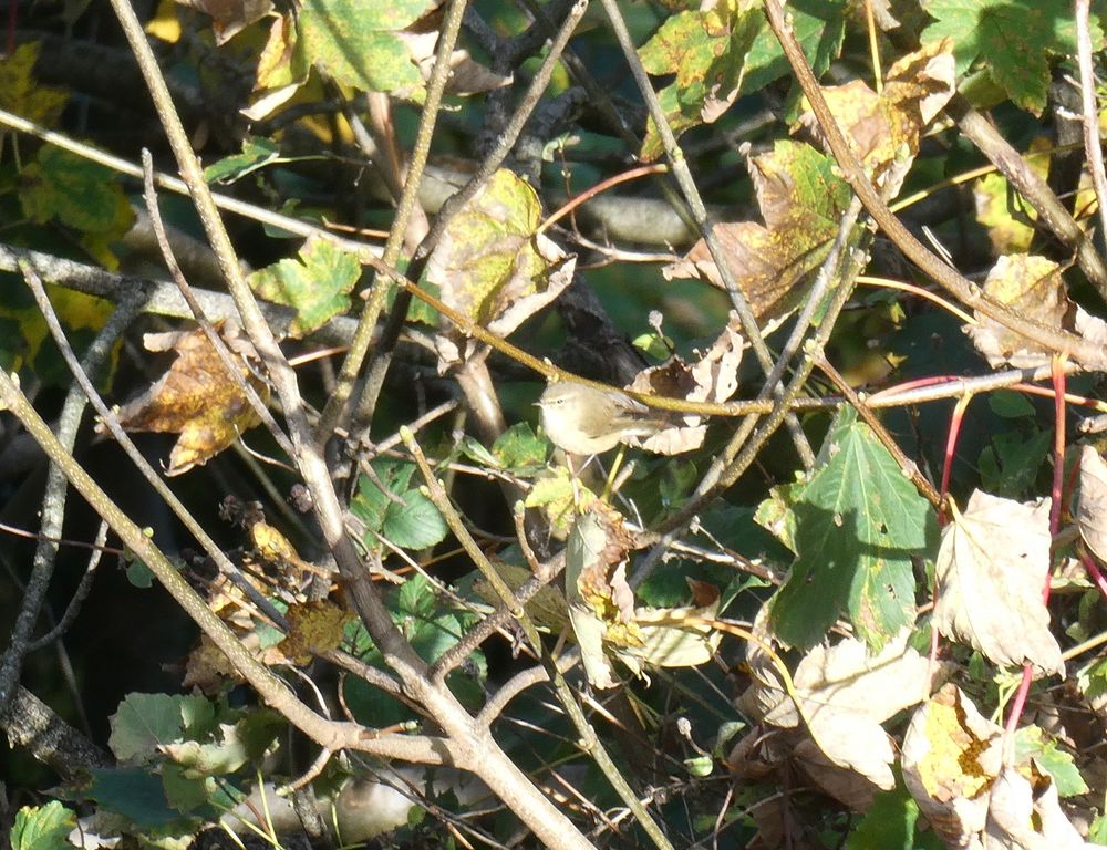 Look at that supercilium! Itsa Chiffchaff.