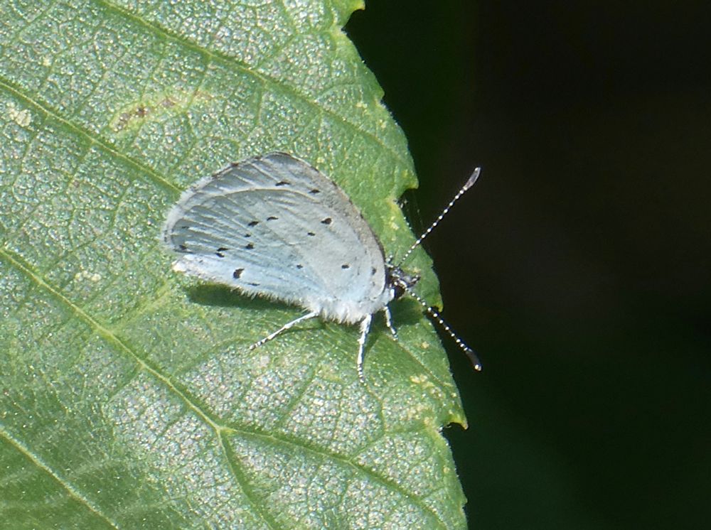 Holly Blue