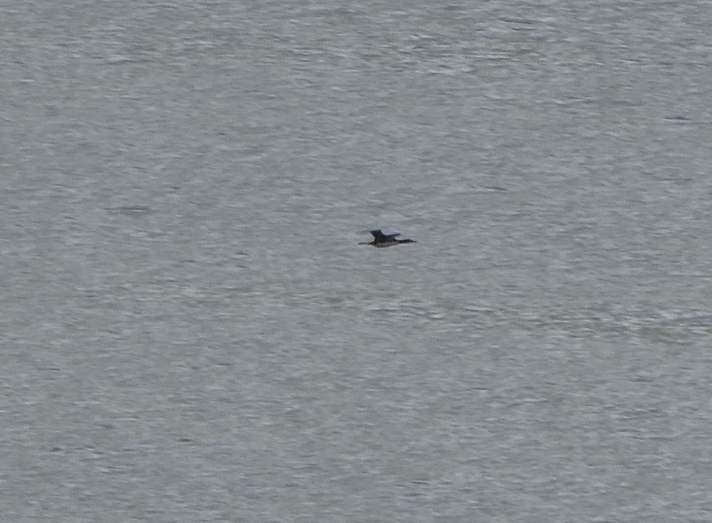 Lo! The diver cometh! Er, goeth!
Great Northern Diver - giving it a lot of beans and looking quite like a smaller one in flight - with winter feathering coming through on the chin/throat.