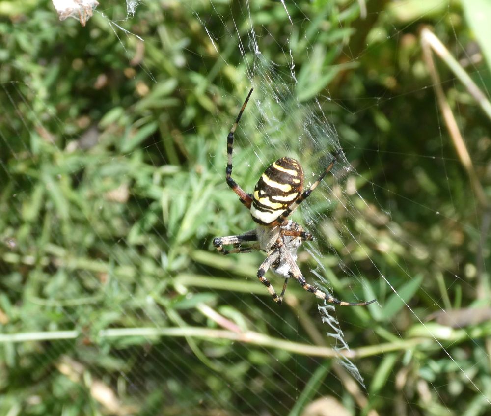 Another shot of the same Wasp Spider, note what appears to be the remains of a small spider top left.... An unfortunate male, perhaps?