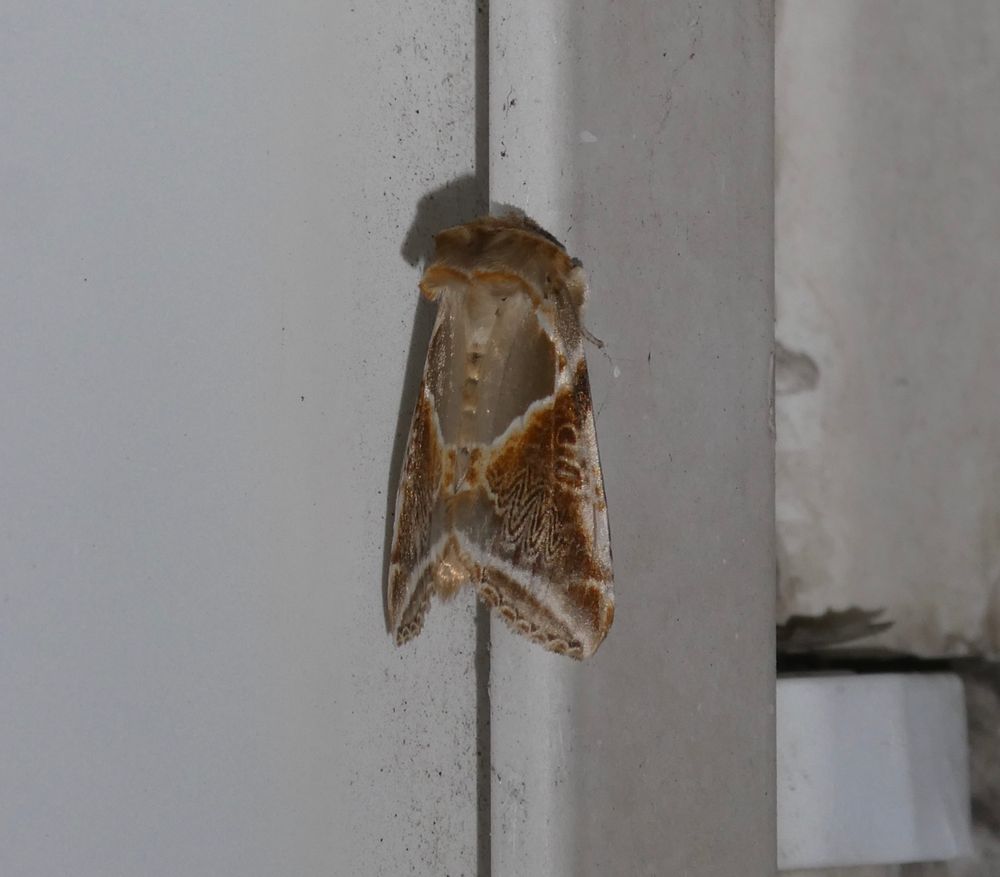 And with wings folded, like you see in the books.

These pics don't do them justice, btw. Everything is either translucent, pearlescent, or metallic. Quite possibly the most beautiful insect I've ever laid eyes on. Even though you could say it's mostly shades of brown and grey.