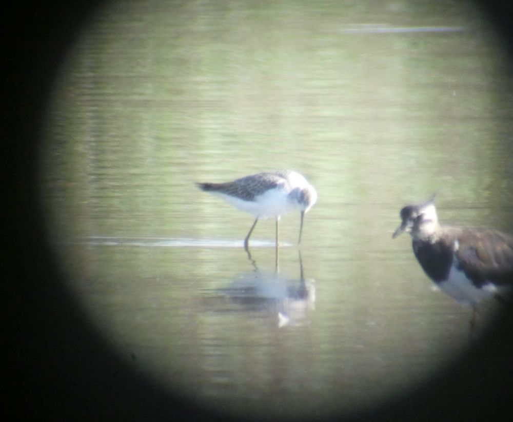 Digiscoped...