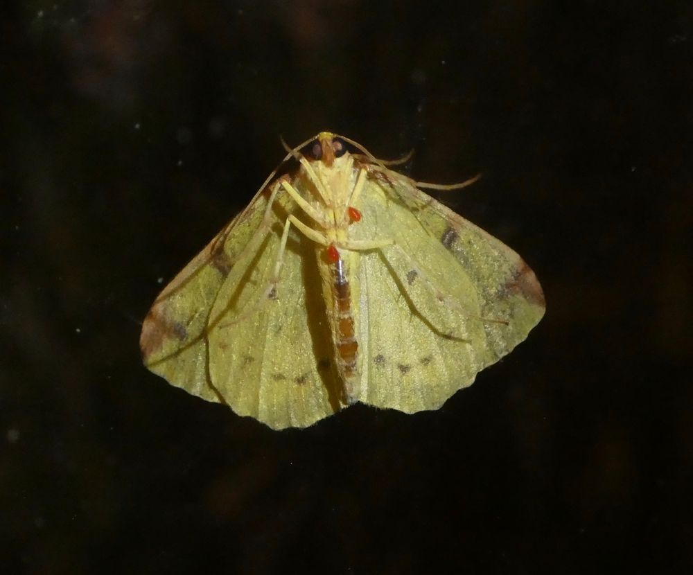 Same moth. As you can see, it has two mites hitching a ride.
