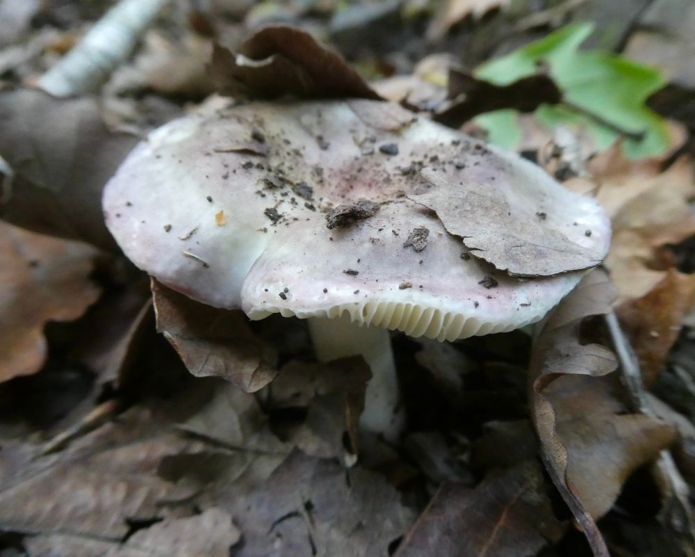 Charcoal Burner.
Multi-coloured Russula, peeking cautiously through the fallen leaves.