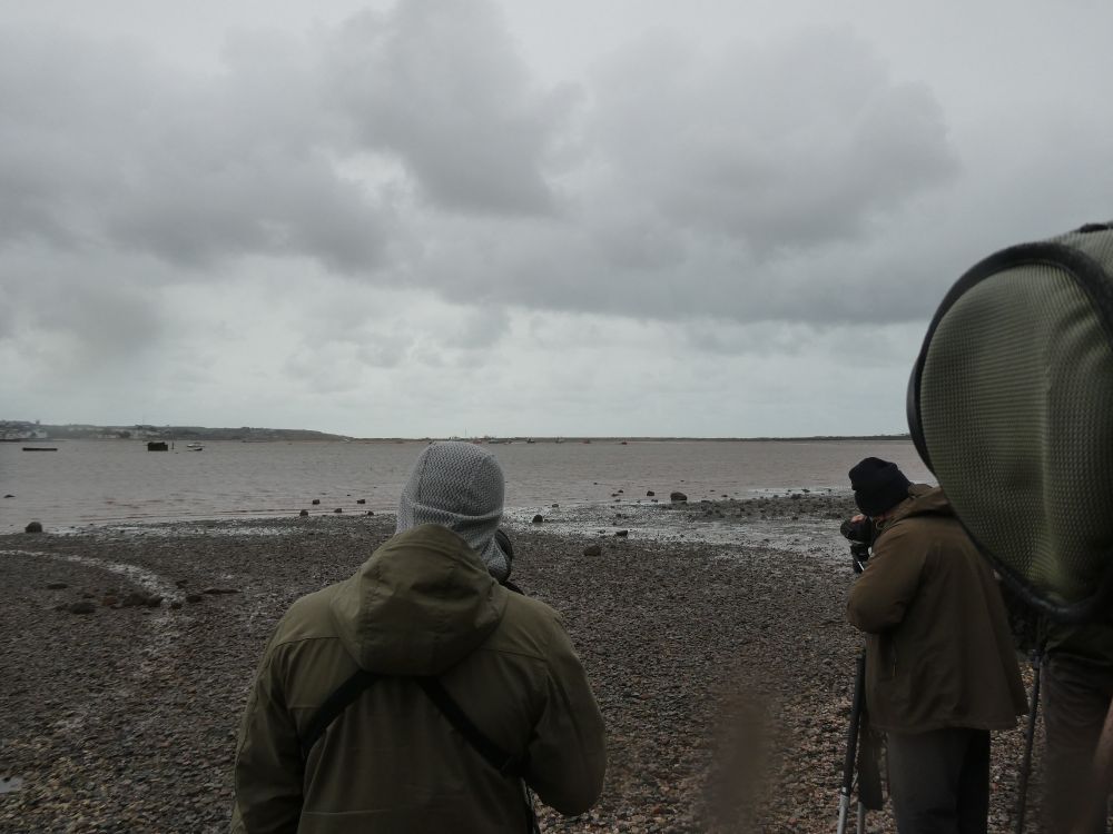 Filthy tick-hungry twitchers drooling over a 'first for forty years'. 

Of note, at high tide they {ok, we} would be waist-deep here. This is not the deterrent you might think.