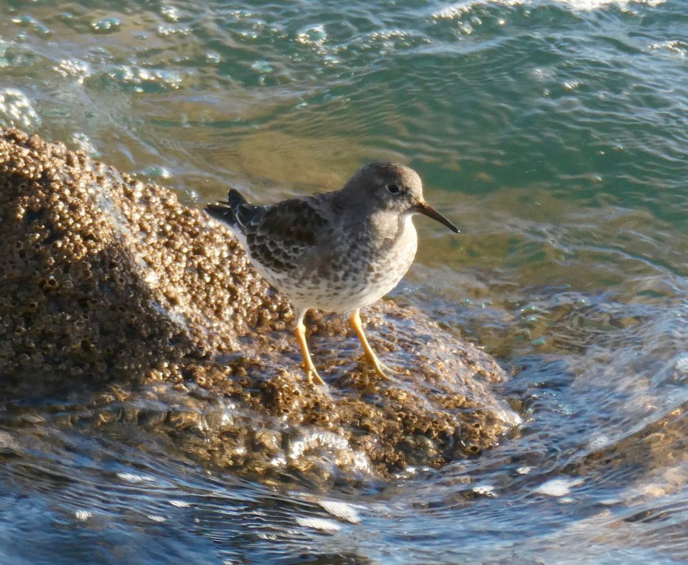 Purple Sandpiper on be-barnacled sea defences, Haldon Pier.