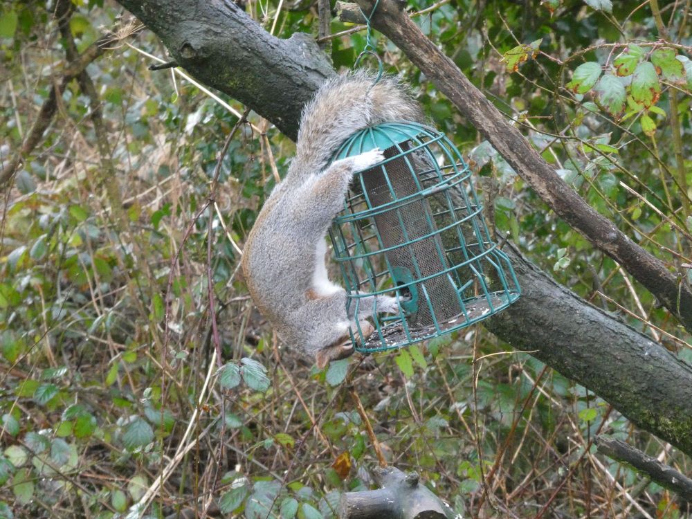 The only good Grey Squirrel is inside a Goshawk.
Or a Pine Martin.
I'm not fussy.