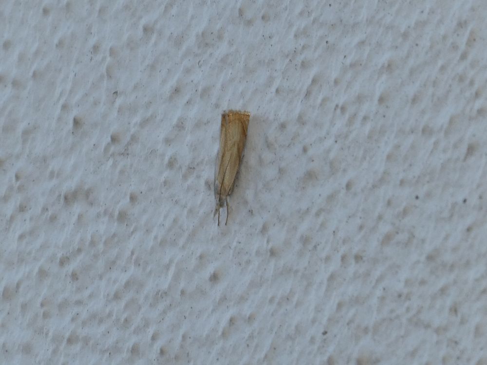 Could be Agriphila geniculea {plain with two chevrons}?