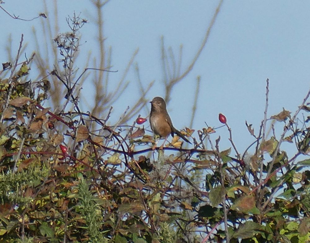 To Robin; "What was that about my Mum??"