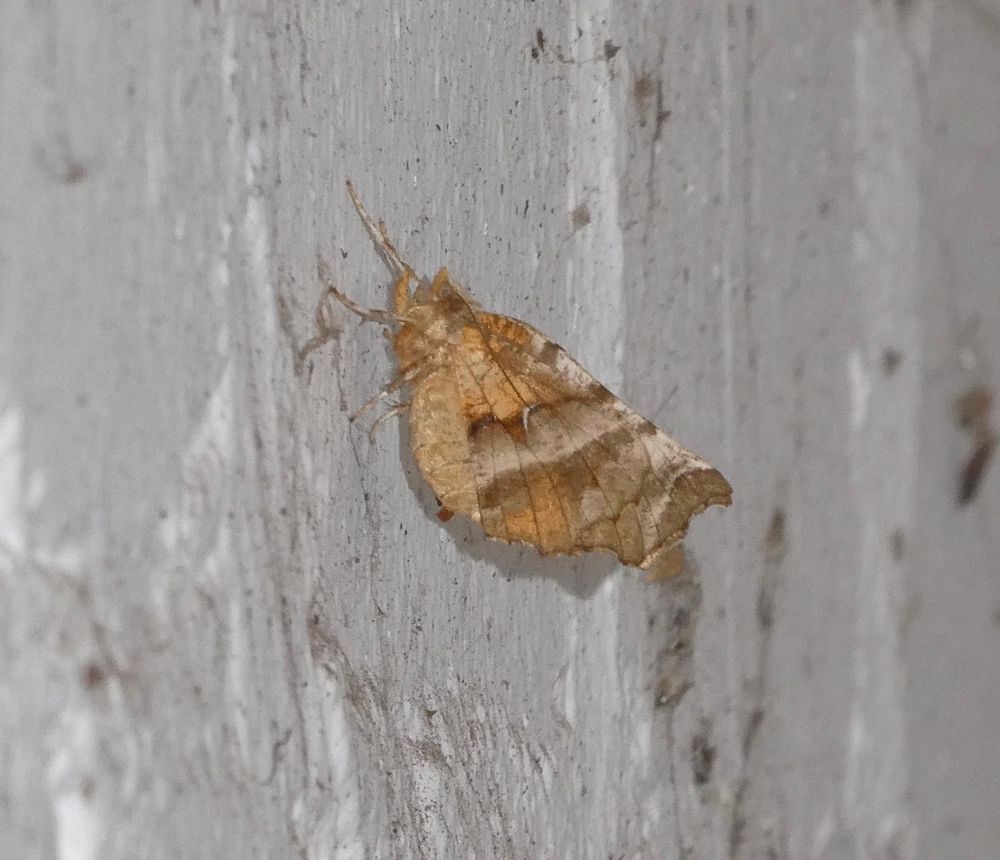 Early Thorn, different individual; the flash picked out the markings in an insect which looked very Lunar to the naked eye.!