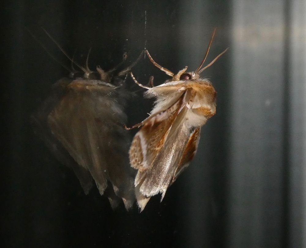 'Tis a chunky moff, and no mistake! Though still able to hold onto glass.