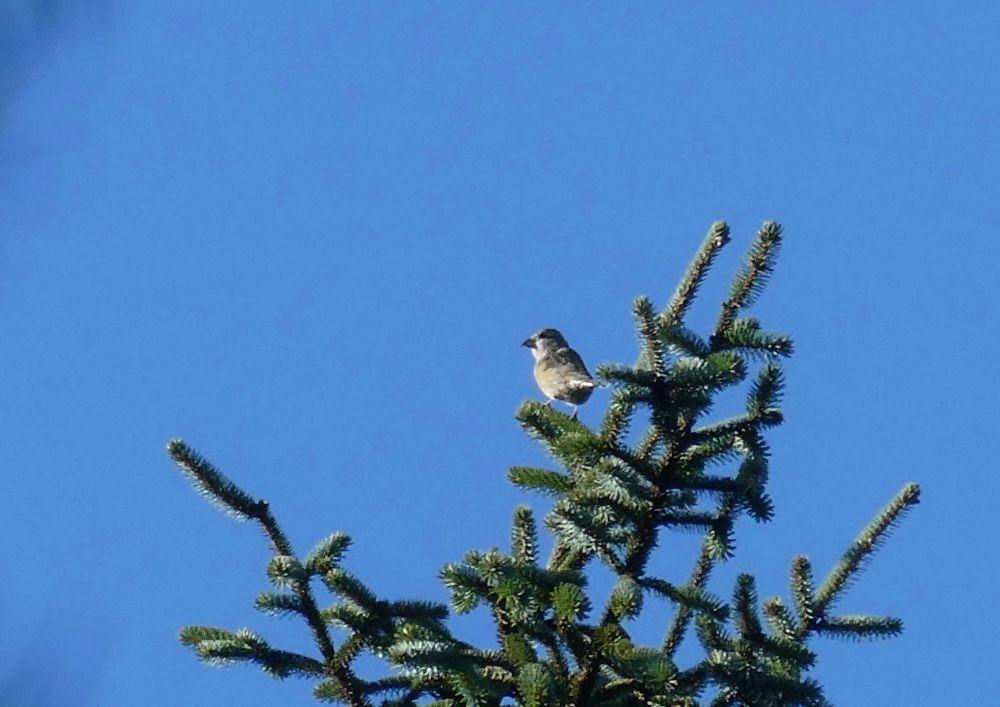 Female Crossbill, lookout for a group of at least 12 who were less easy to get on record...