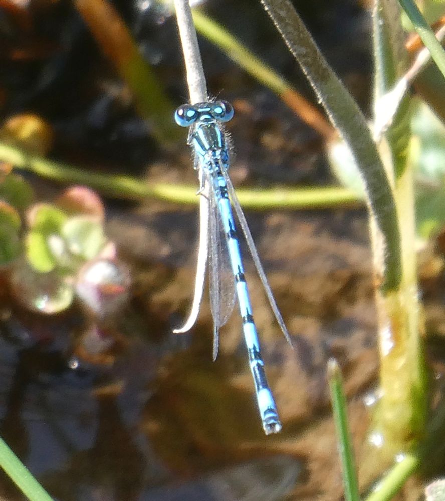 Southern Damselfly, male. Showing variation in abdomenal markings; spearheads more like javelins and 'Crown paint' crown more like, er, antennae?