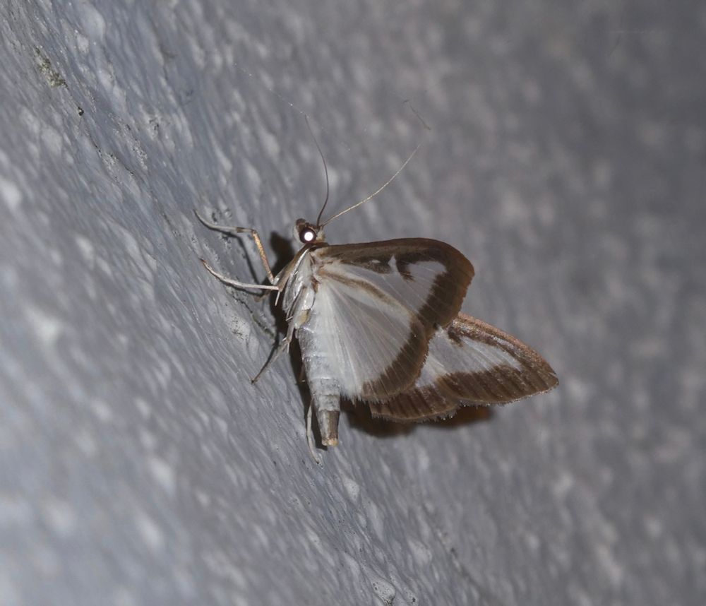 Box Tree Moth.
Despite being the size of a large butterfly, this is a micro-moth. Yep.