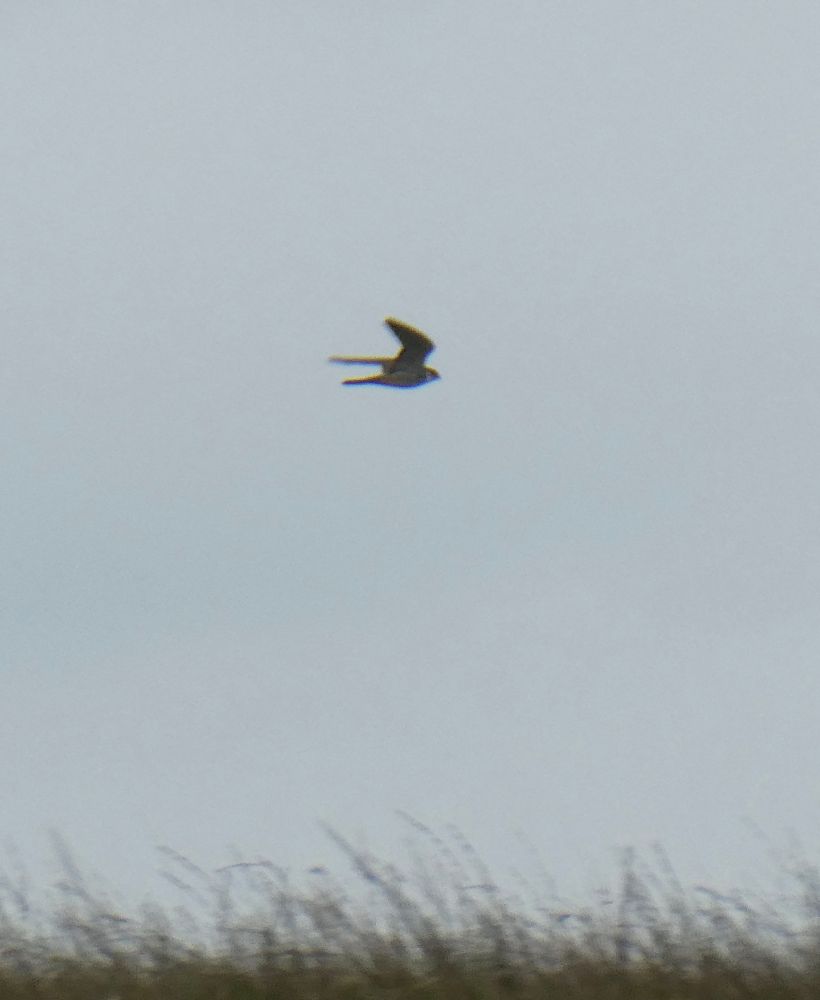 Hobby! 
Also 'Somewhere on Dartmoor', came blazing by not long after I'd met the famous ones. :D