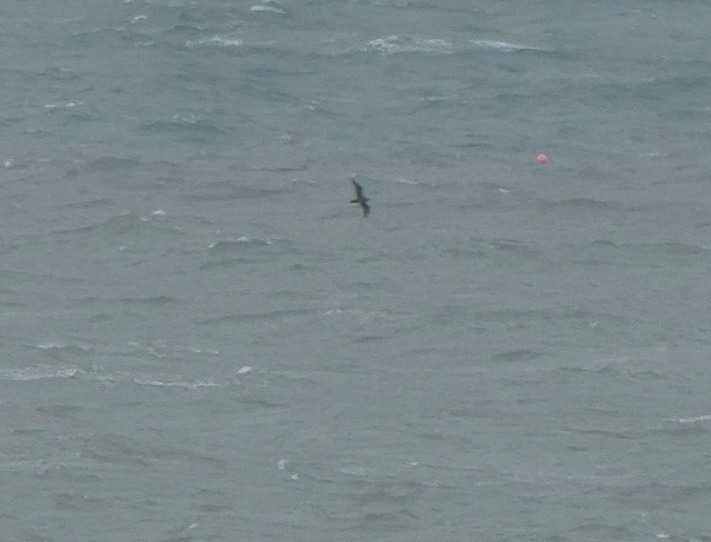 Arctic Skua, dark morph.