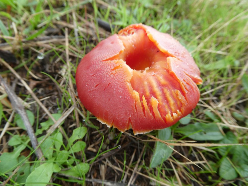 Ohhh, THAT's why they're called Goblet Waxcaps...