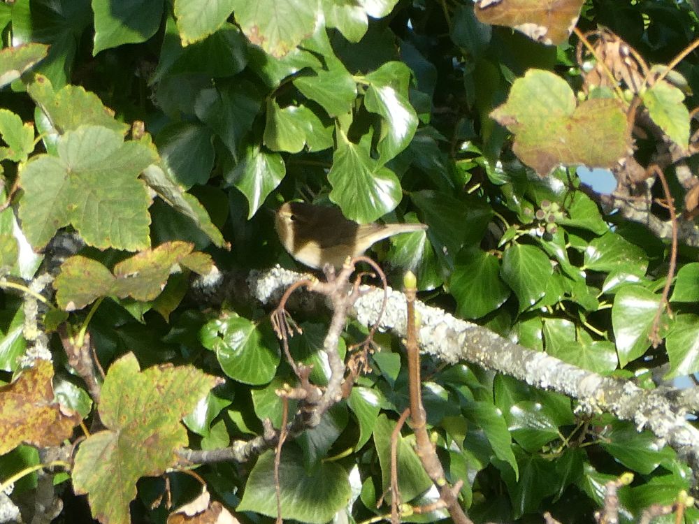 A brown phyllosc! Itsa Chiffchaff.
