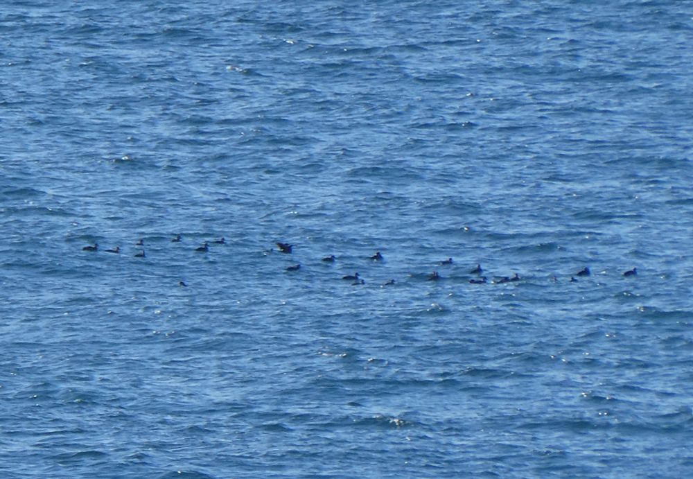 Most of a group of 32 female-type Common Scoter, rather closer-to than the Velvet group {of course}. 
You can actually see what these are. Well, some of them.
Note the bird wing-flapping, with downward toss of the head, identifying as Common Scoter.