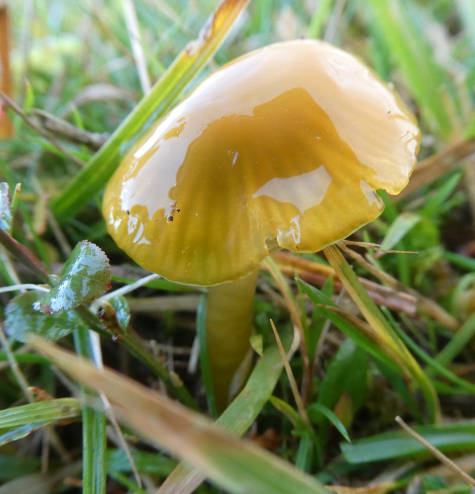 Parrot Waxcap