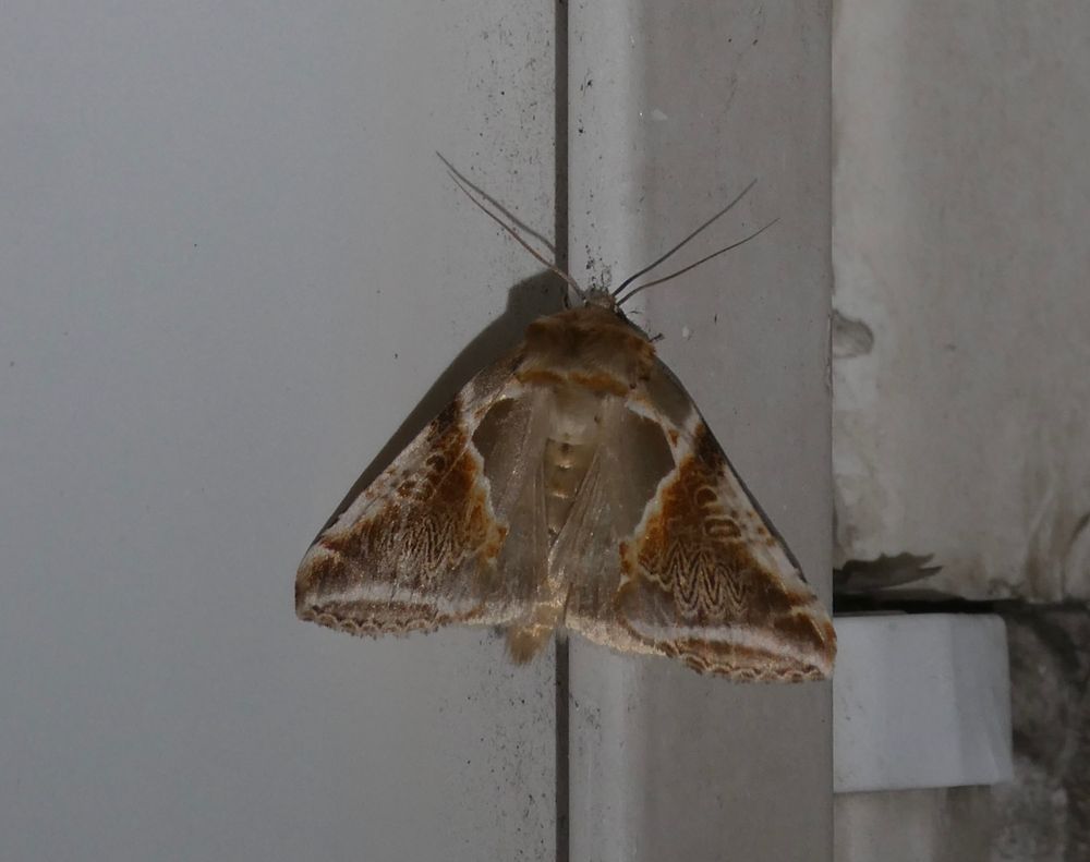 A different one, with wings at half mast.