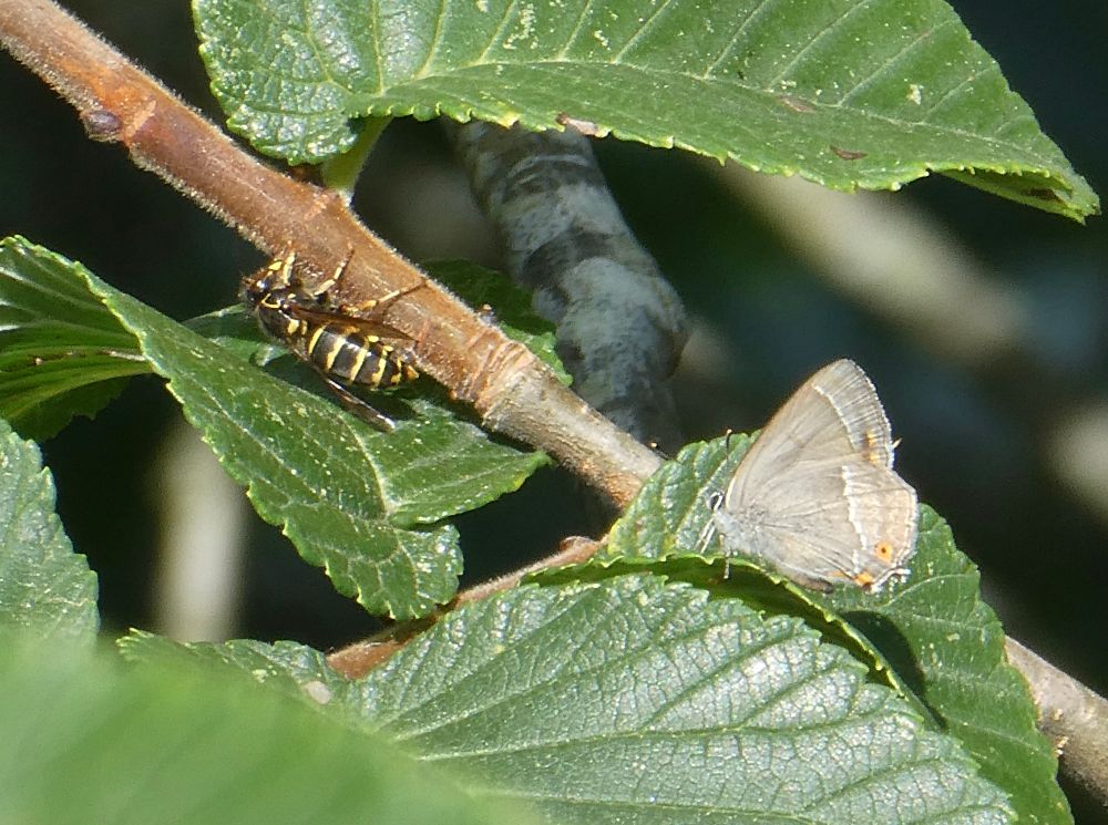 Purple Hairstreak with Median Wasp
{Inverted '7's on thorax}