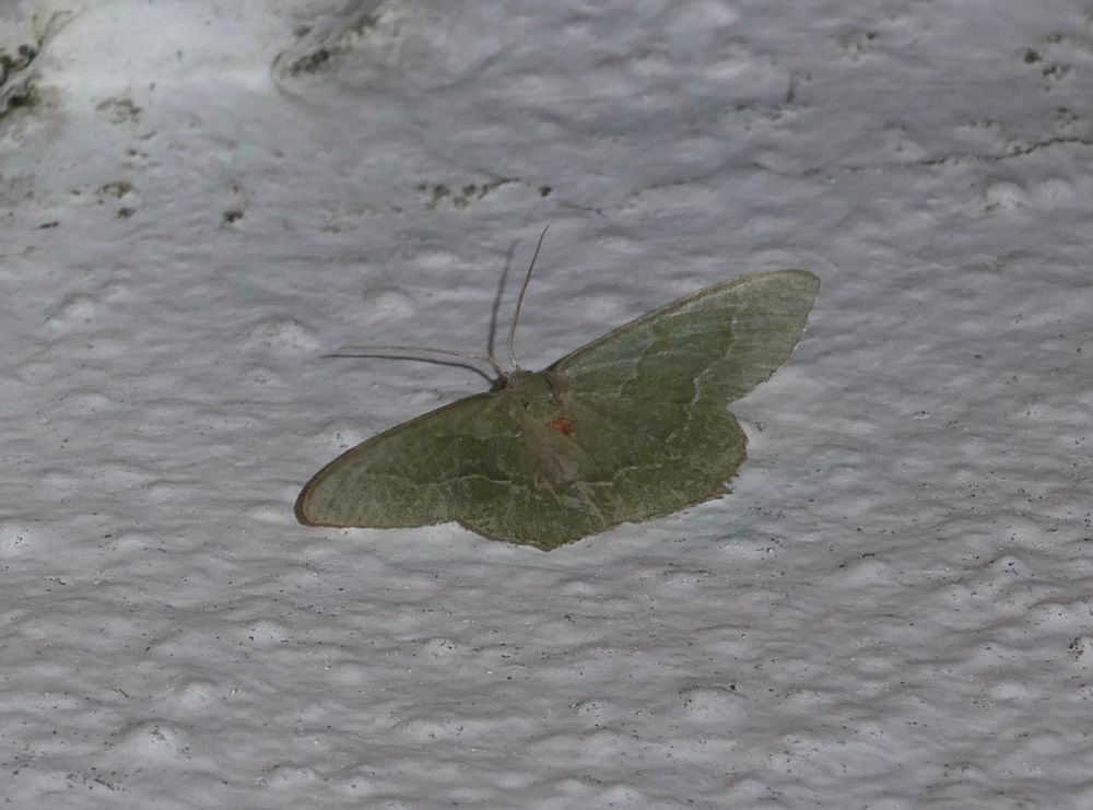 Common Emerald. Well-worn, with the chequered trailing edges almost entirely gone - just a touch on right hindwing, if you look closely - so ID took some pondering.