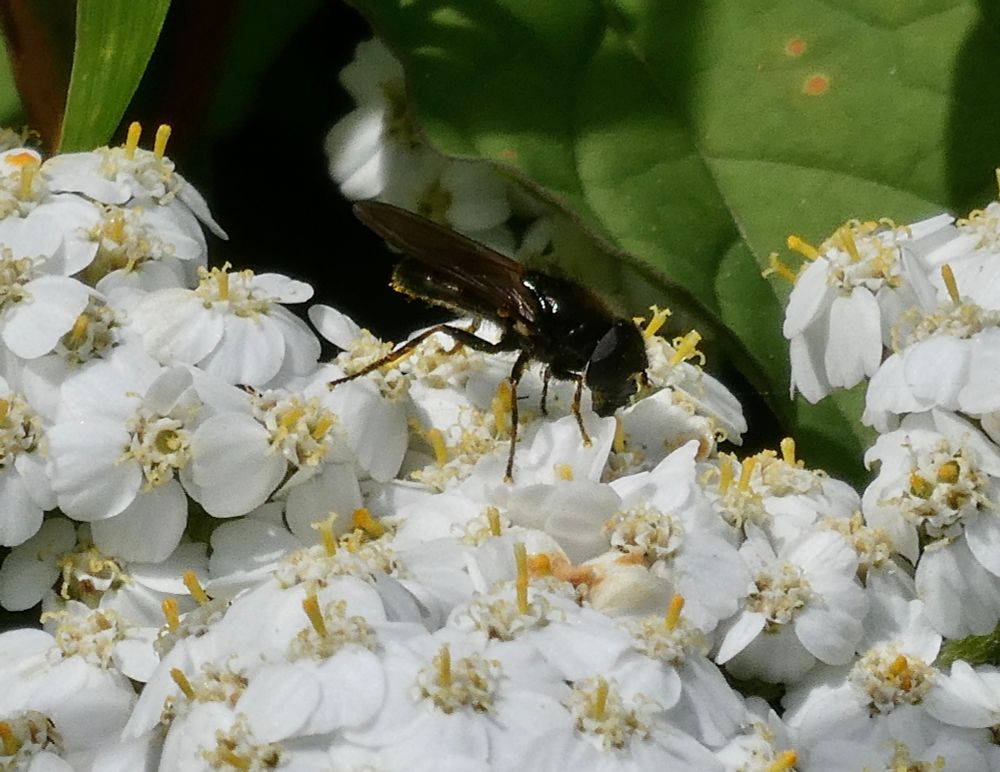 Melanogaster sp. hoverfly